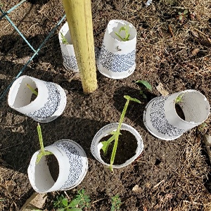 paper cups with bottoms cut out over seeds