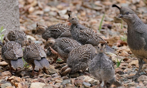quails hanging out