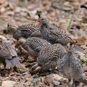quails on the ground